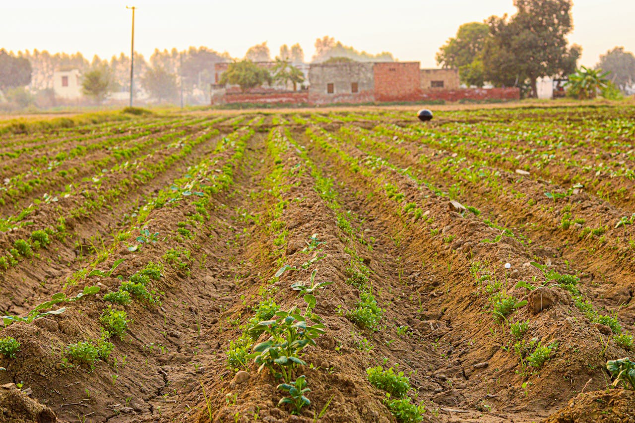 Services Green crops growing in a rural field with distant farm buildings under a clear sky.