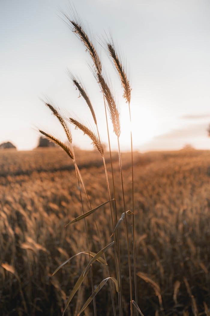 Captivating view of a golden wheat field at sunset, embodying tranquility and rural beauty.