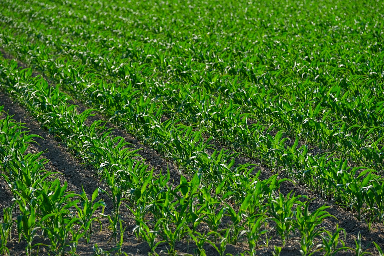 Vibrant green cornfield with neat rows under clear daylight in a rural agricultural landscape.