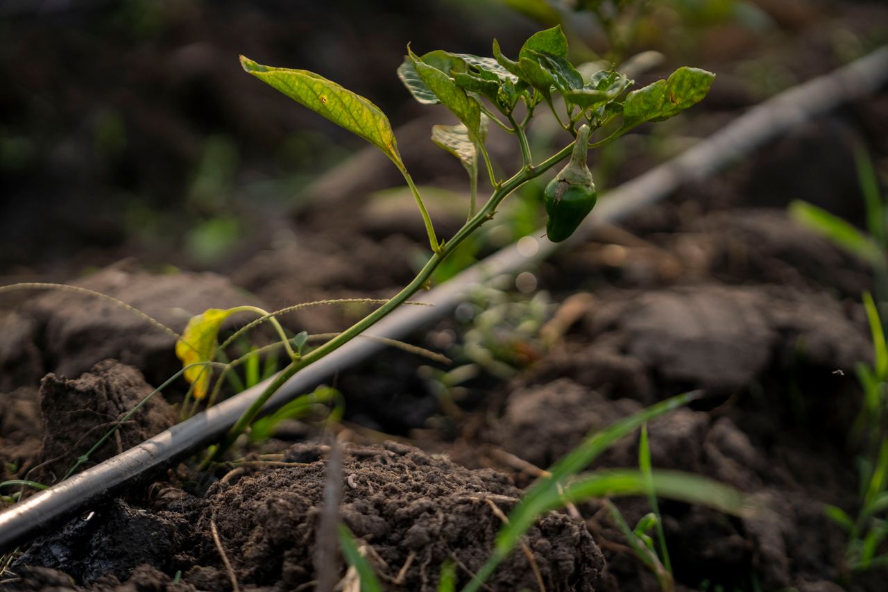 services-01 Close-up of a pepper plant with drip irrigation in a field, highlighting growth.